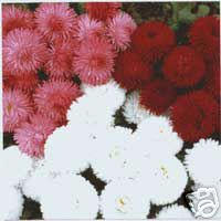Bellis Perennis radar mixed