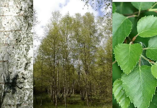 Dun-Birk - Betula pubescens
