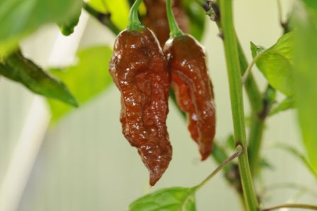 Bhut Jolokia Chocolate - 100 gram