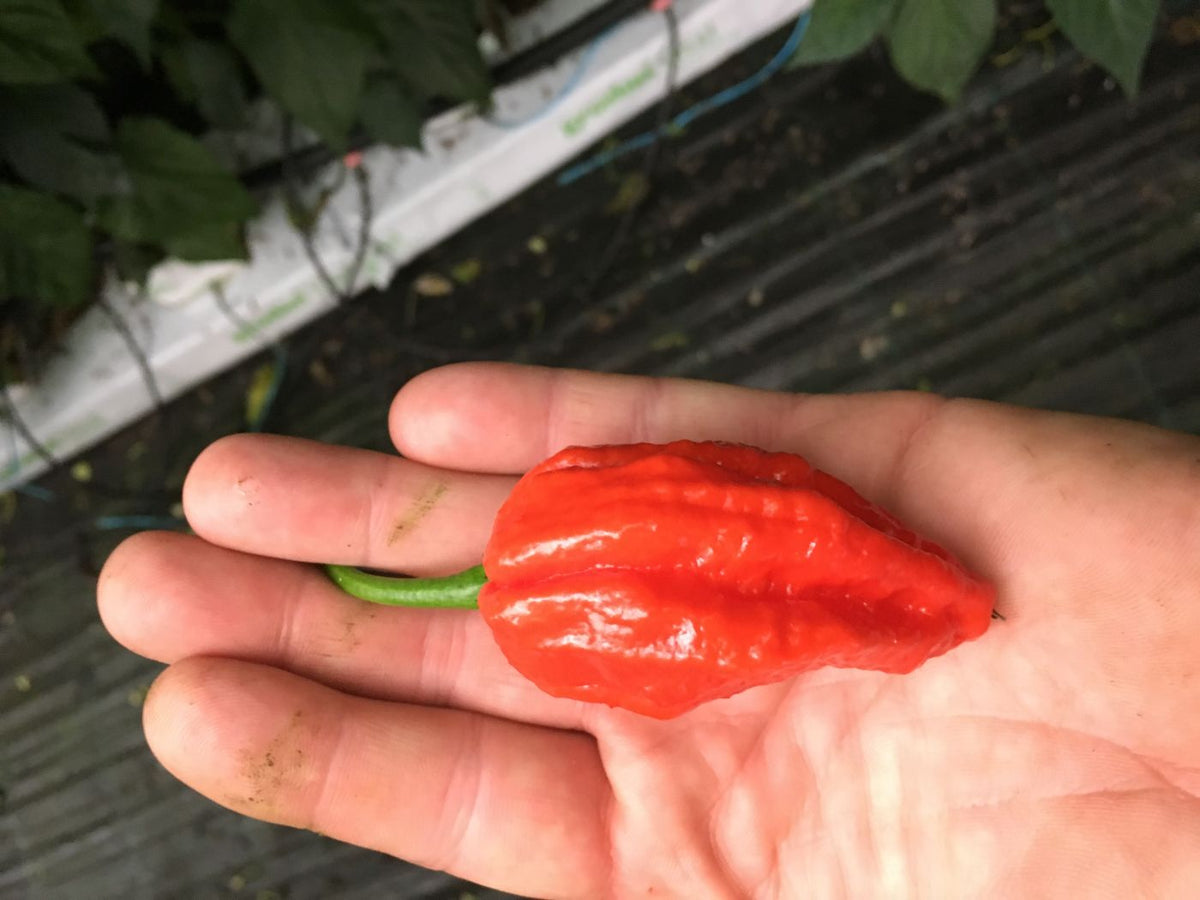 Bhut Jolokia Improved Strain - 100 gram