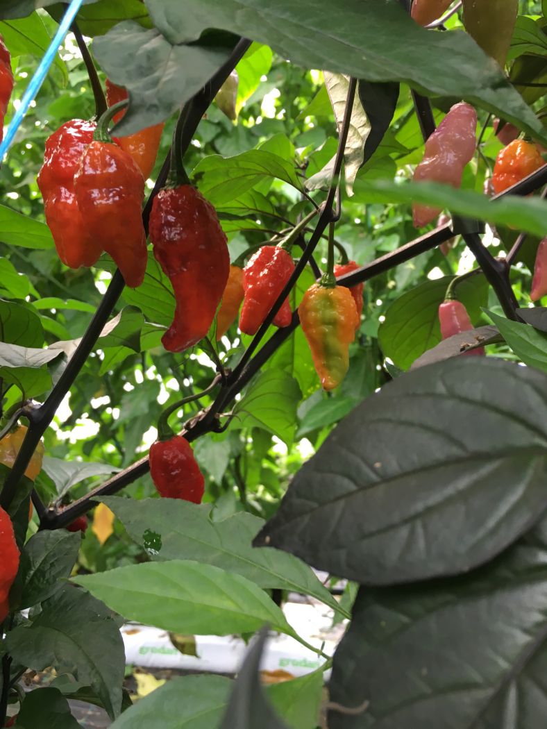 Bhut Jolokia Black - C. chinense