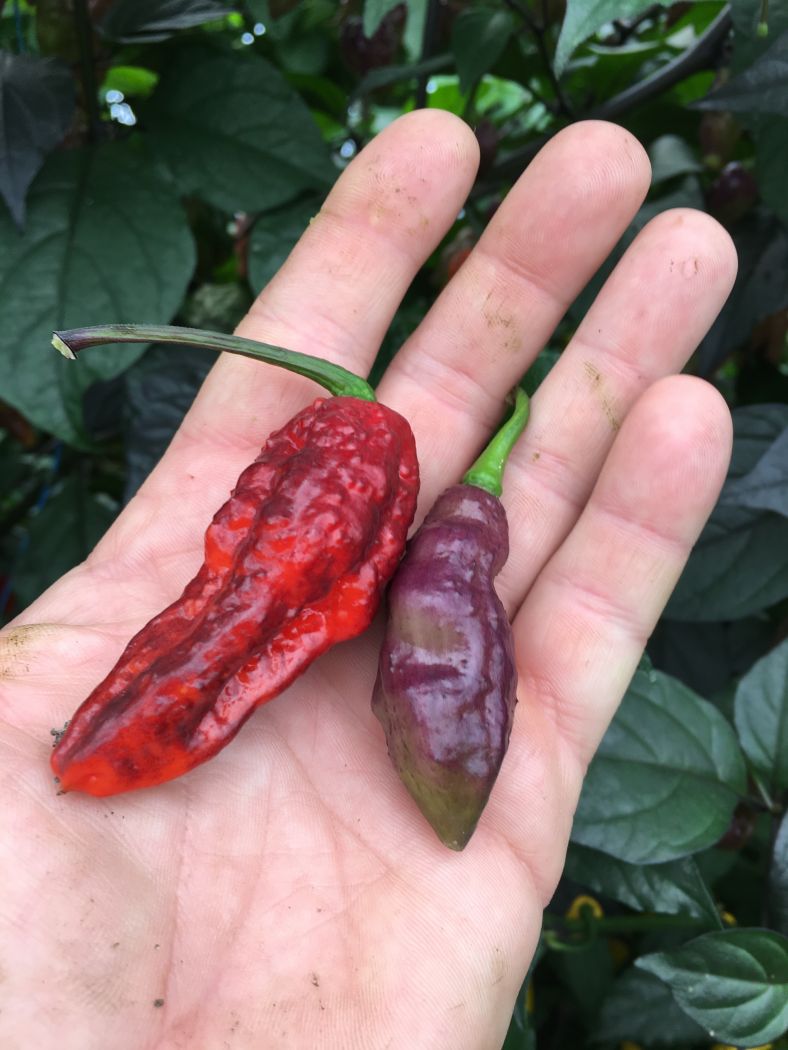 Bhut Jolokia Black - 100 gram
