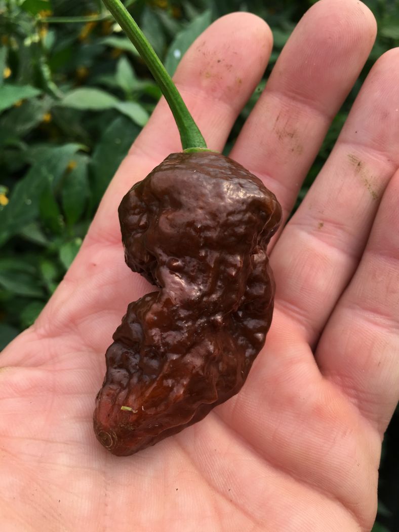 Chocolate Bhutlah - C. chinense