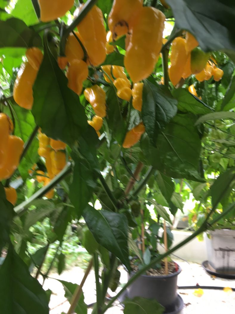 Big Yellow Mama  - Friske frugter