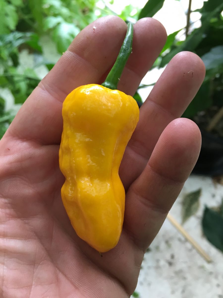 Big Yellow Mama - C. chinense