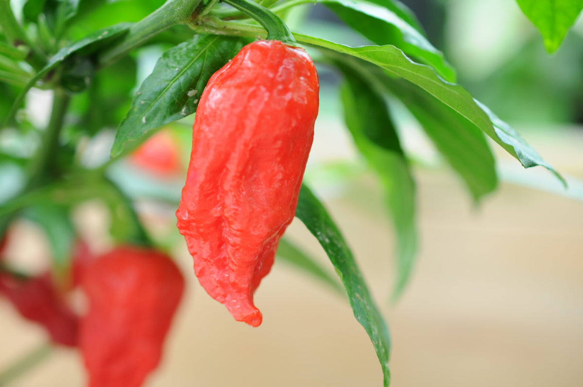 Bhut Jolokia Improved Strain II – Plante