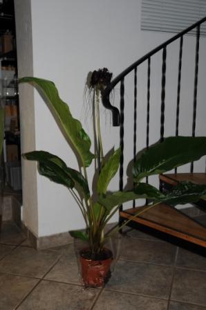 Flagermuselilje Sort - Tacca Chantrei