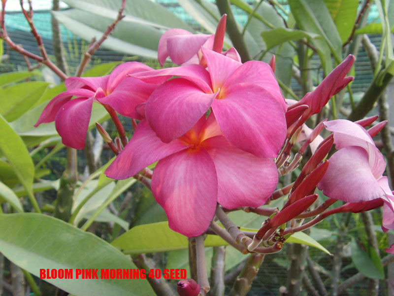 Plumeria -  Bloom Pink Morning