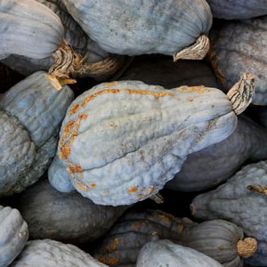 Squash - Blue Hubbard