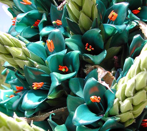 Aqua Sapphire Tower - Puya Berteroniana