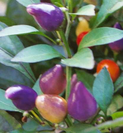 Bolivian rainbow - Plante