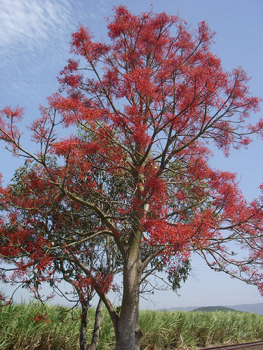 Illawara Flame Tree -  Brachychiton acerifolium