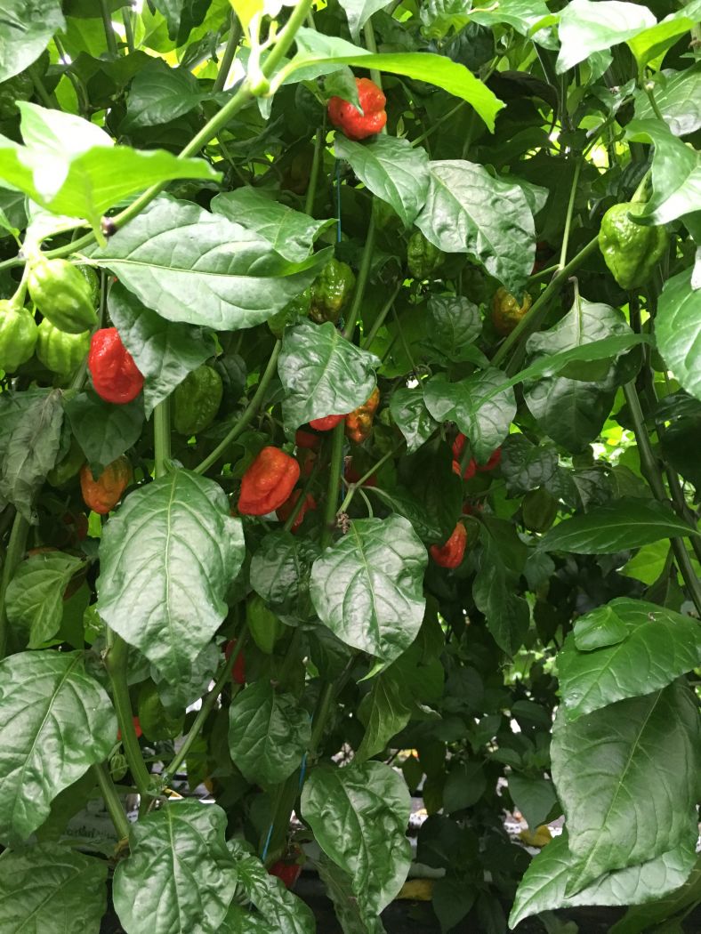 Brazilian Ghost Red - 100 gram