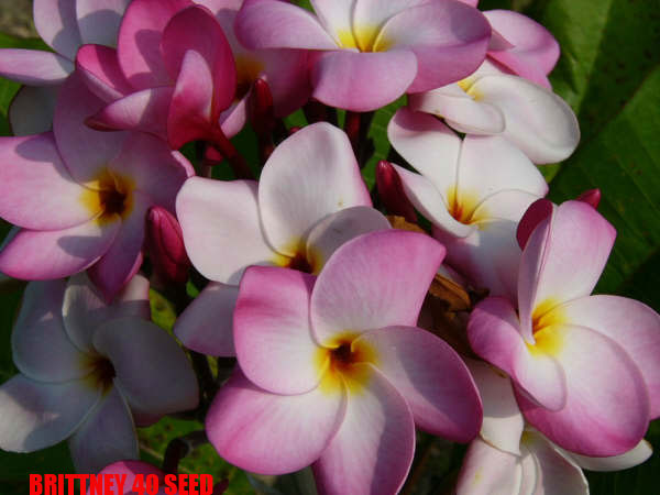 Plumeria -  Brittney