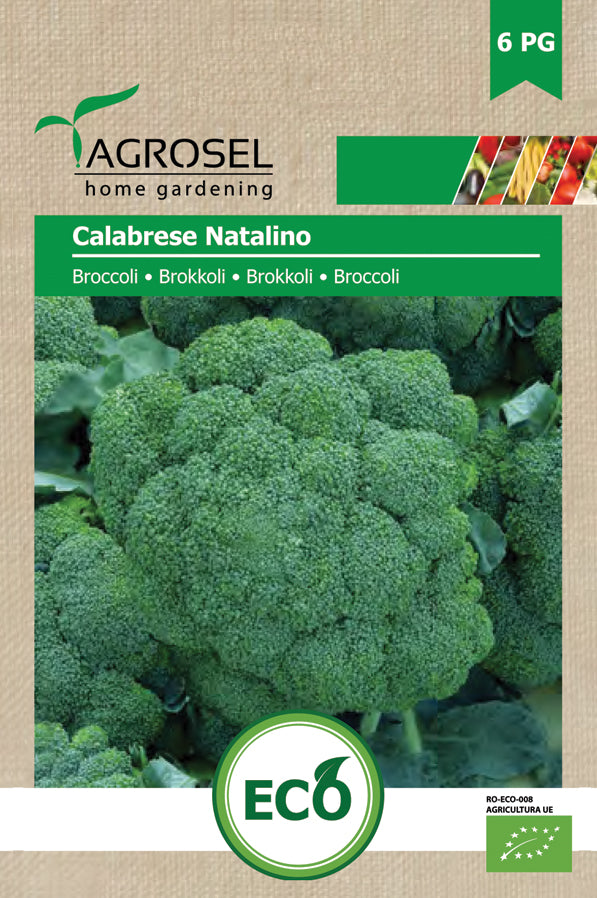 Broccoli - Calabrese Natalino ØKO - PG6