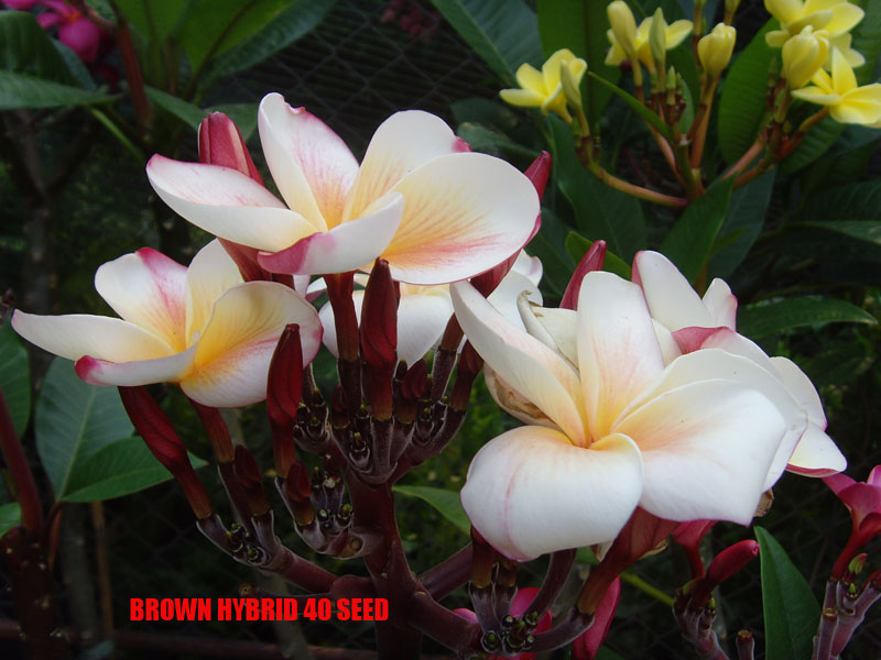 Plumeria -  Brown Hybrid