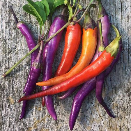Buena Mulata - C. annuum