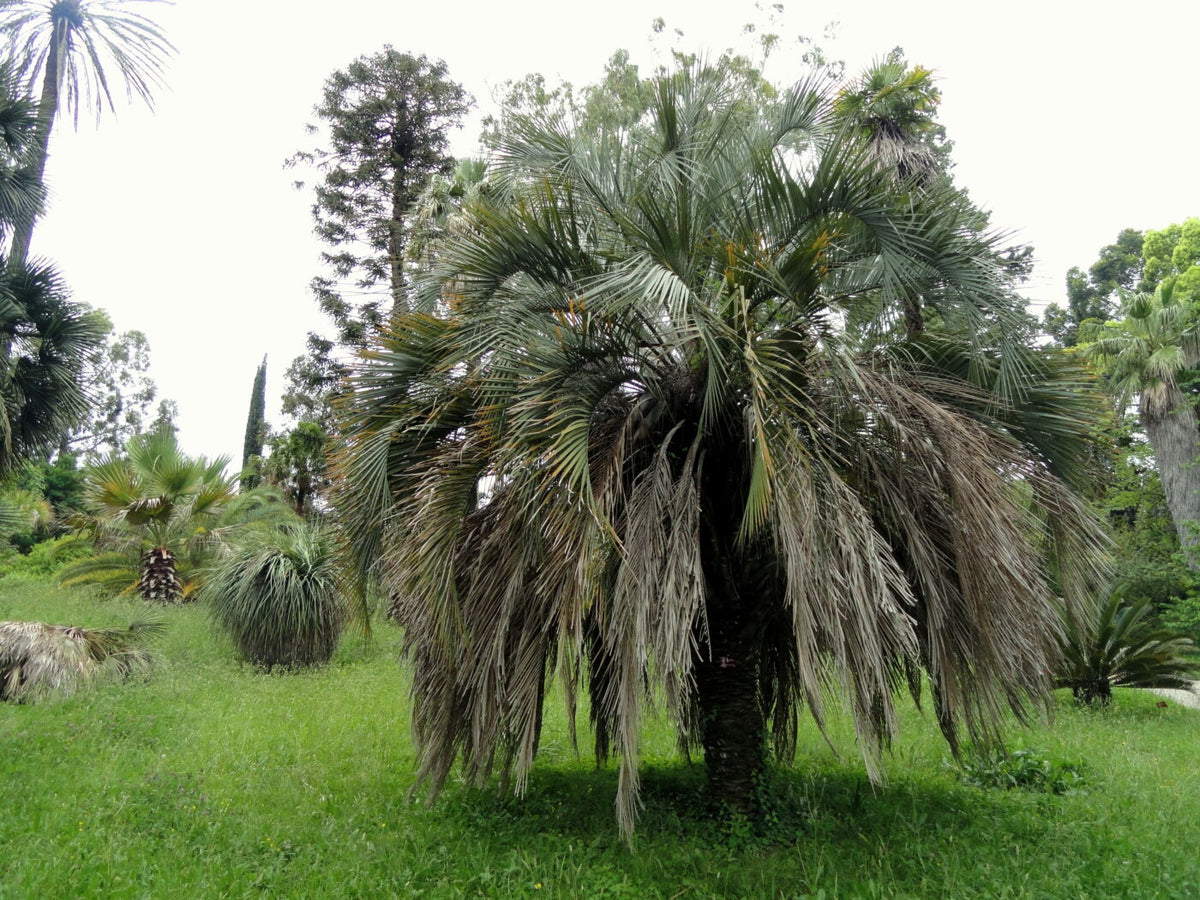 Palme - Brasiliansk Butia Capitata