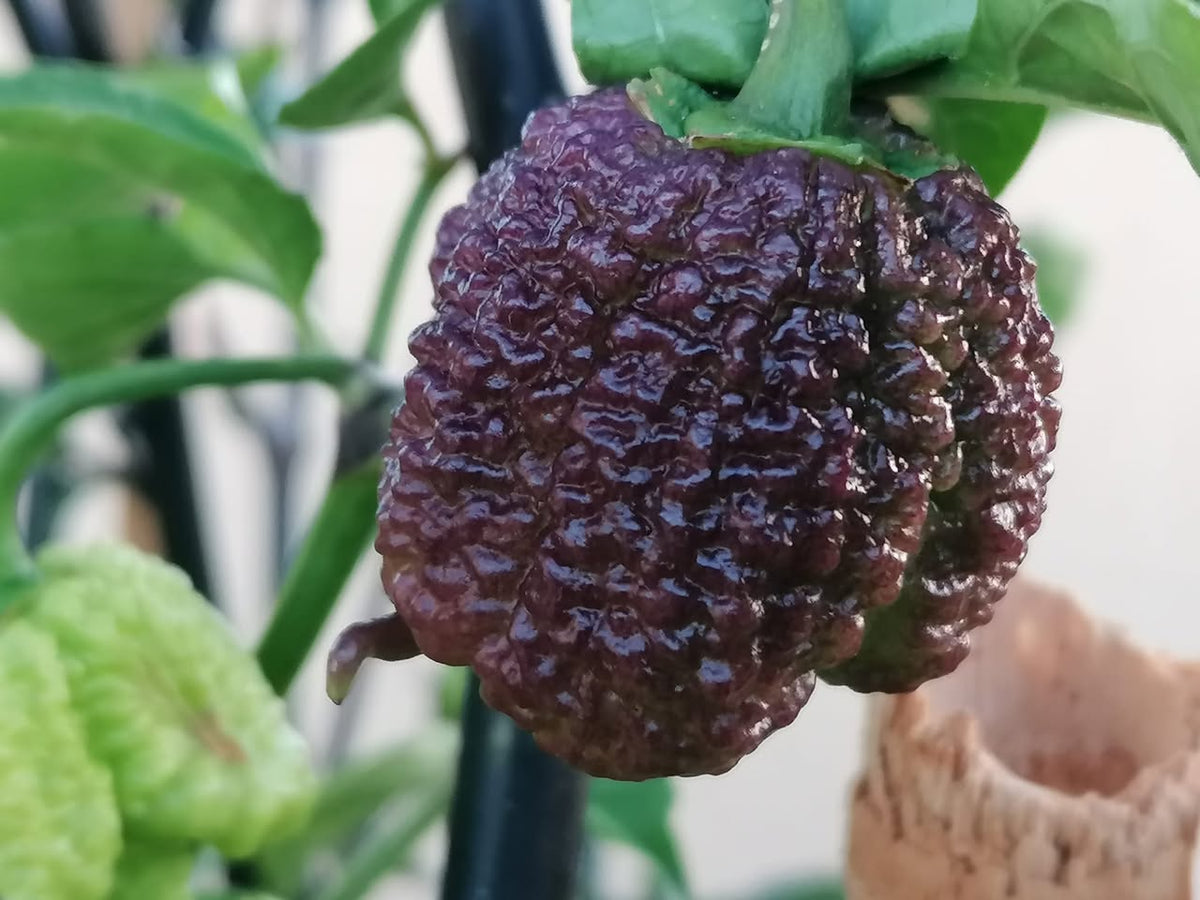 Carolina Reaper Purple - C.Chinense