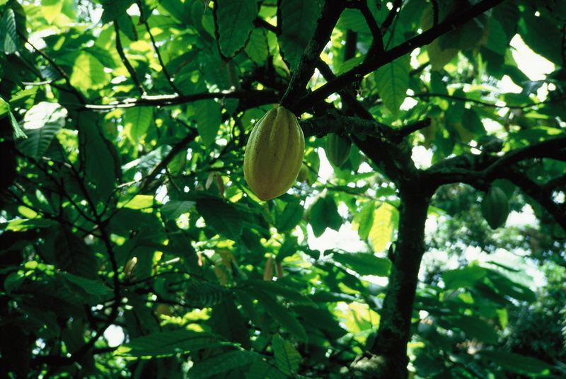 Cacao Træ - Theobroma cacao