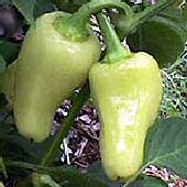 Caloro - C. annuum