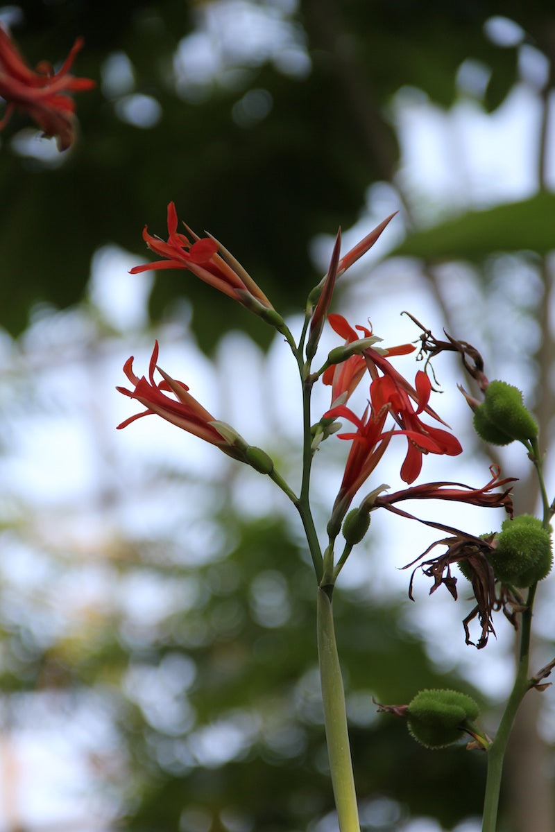 Canna tuerckheimii