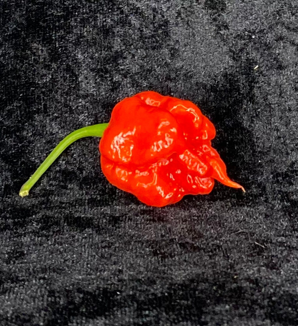 Reaper moruga red  - C. chinense