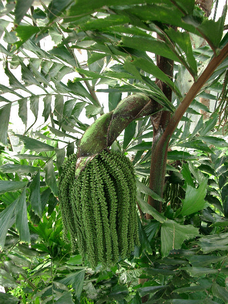 Fiskehalepalme - Caryota mitis