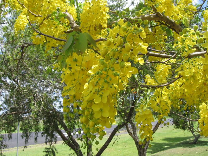 Cassia Fistula - Golden Shower tree