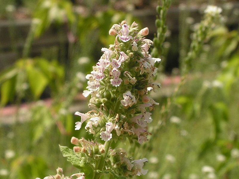 Katteurt - Nepeta cataria