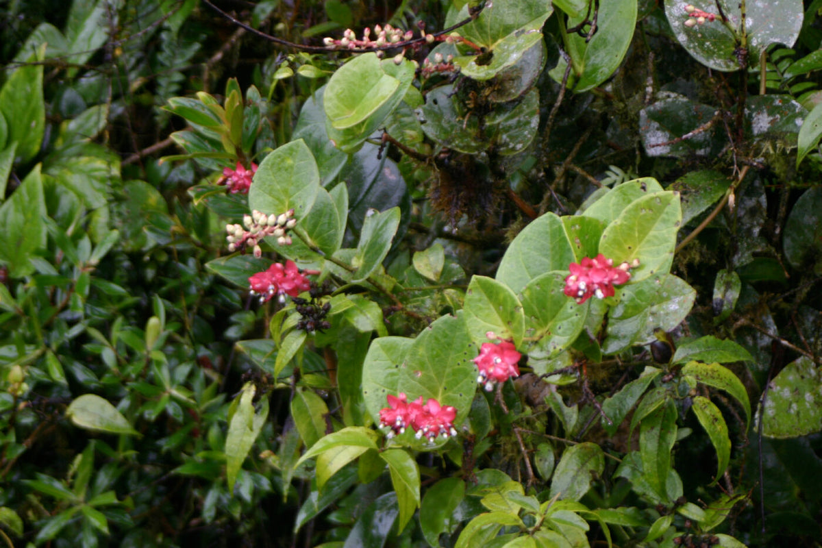 Cavendishia tryphera