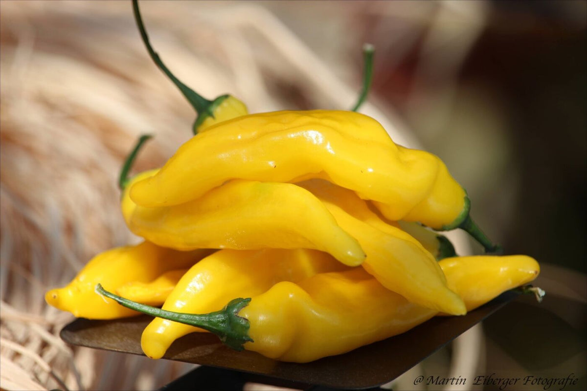 Inca Hot - C. baccatum