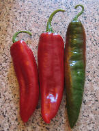 Anaheim C. annuum