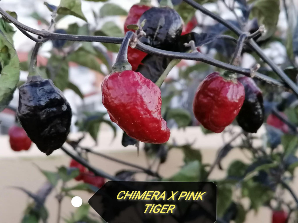 Chimera x Pink Tiger - C.Chinense
