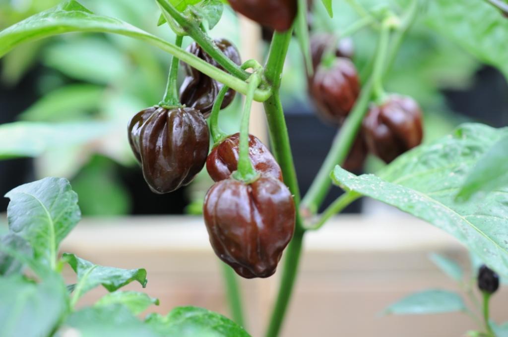 Chocolate Scotch Bonnet – Friske frugter