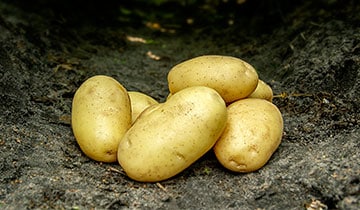 Bondens Bedste - CIMEGA 1,5kg - Læggekartoffel