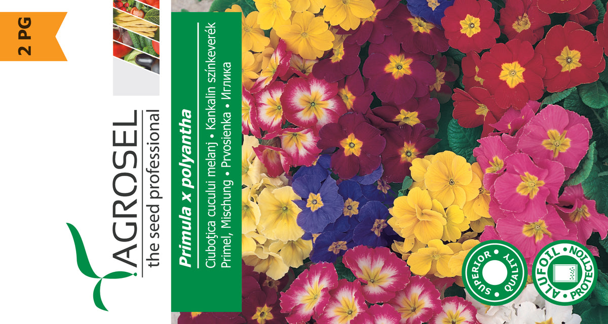 Primula Mix