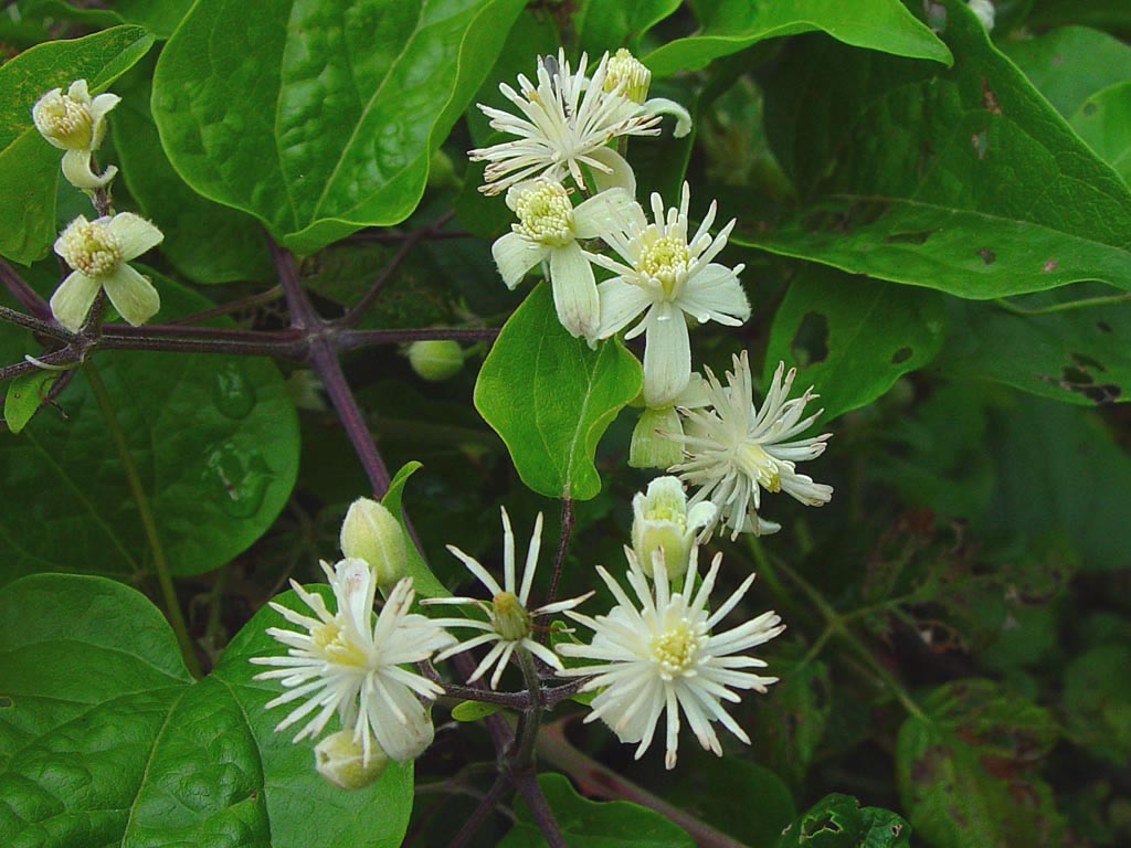 Clematis Vitalba - Tysk Clematis