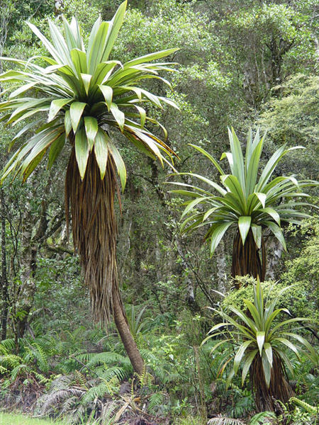 Bjerg-Kål Træ - Cordyline indivisa