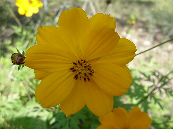Stolt Kavaler GUL - Cosmos bipinnatus