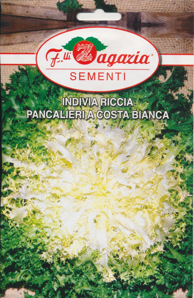 Salat, Kruset Endivie - Pancalieri a Costa Bianca