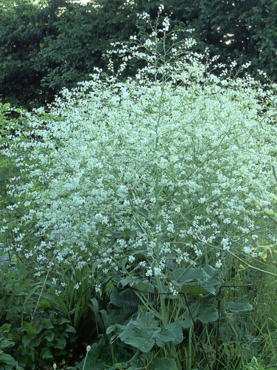 Kæmpeslør - Crambe cordifolia