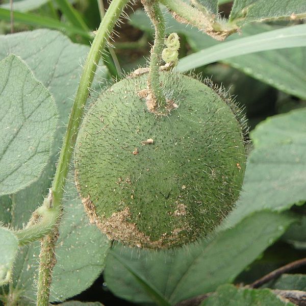 Melon Agurk - Cucumis hirsutus