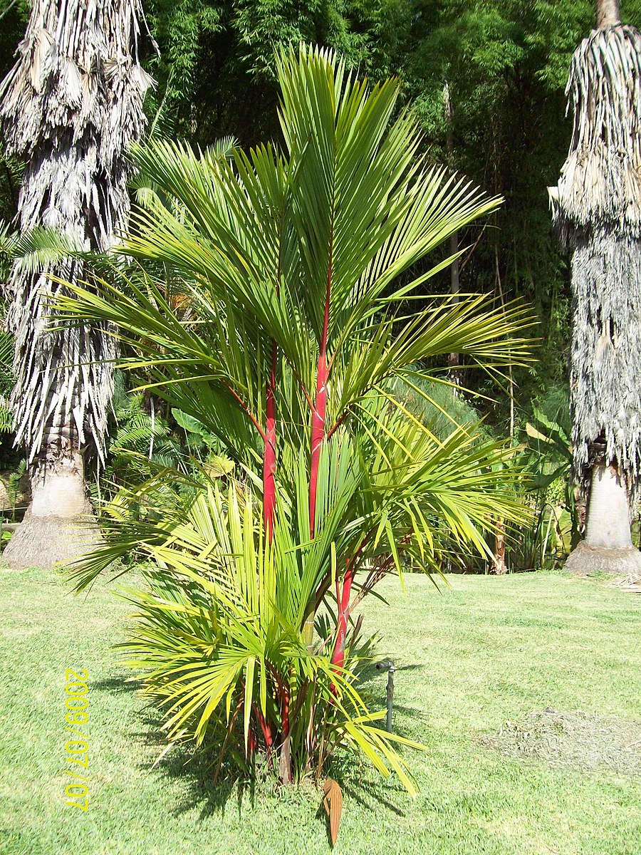 Læbestift Palme - Cyrtostachys renda