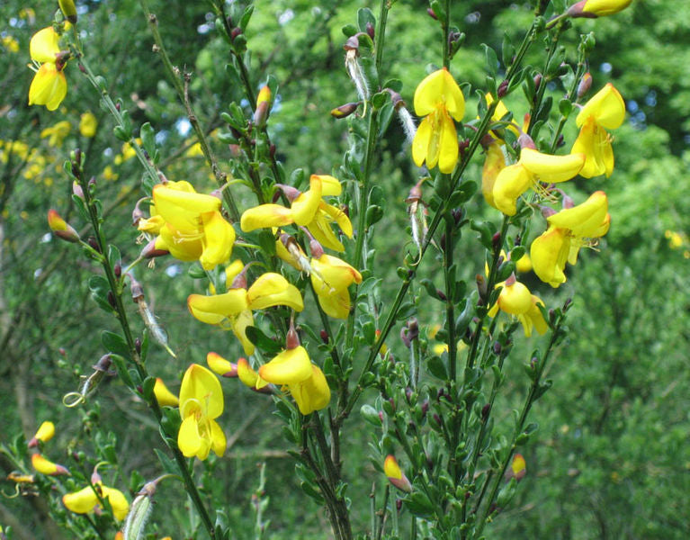 Gyvel - Cytisus Scoparius