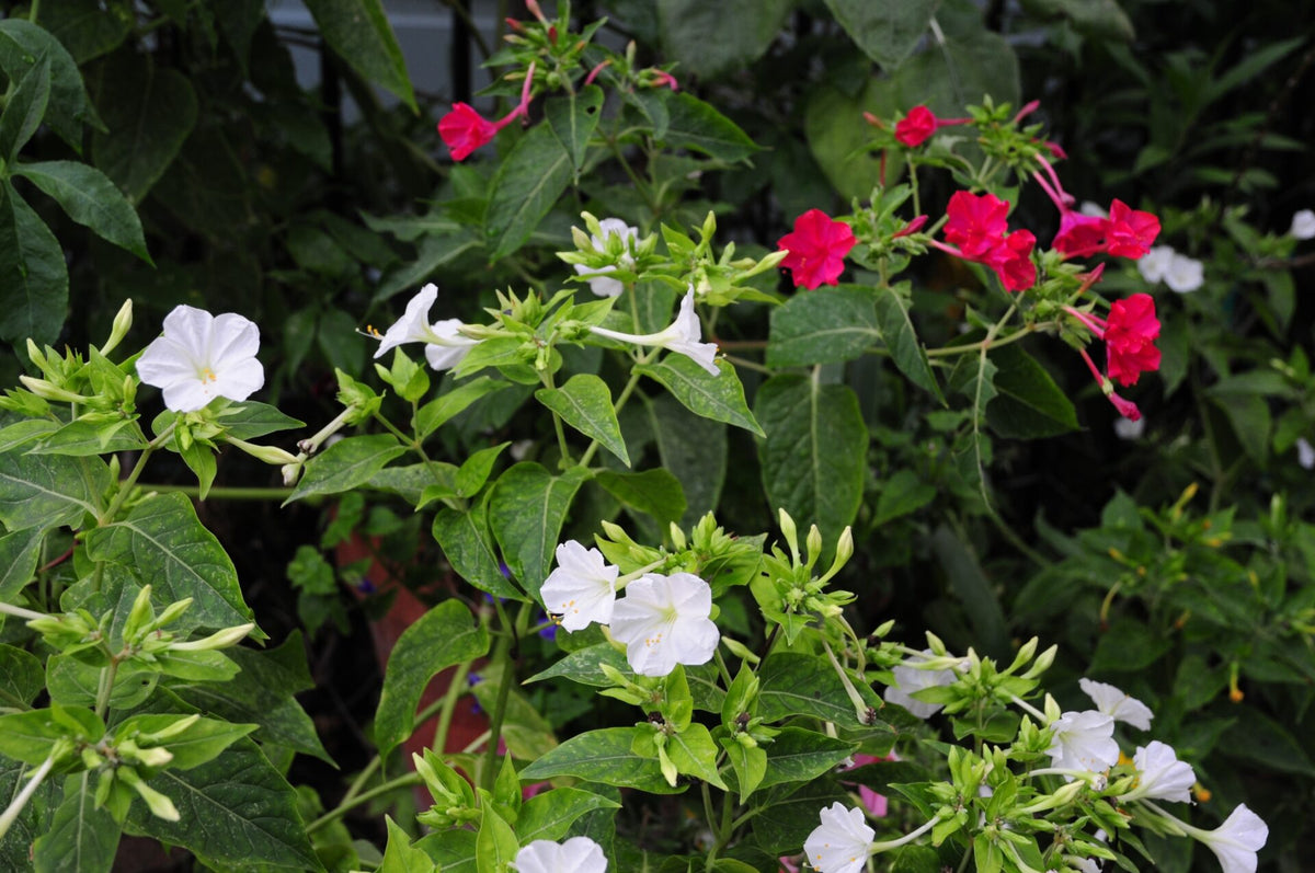 Vidunderblomst Rød - Mirabilis Jalapa