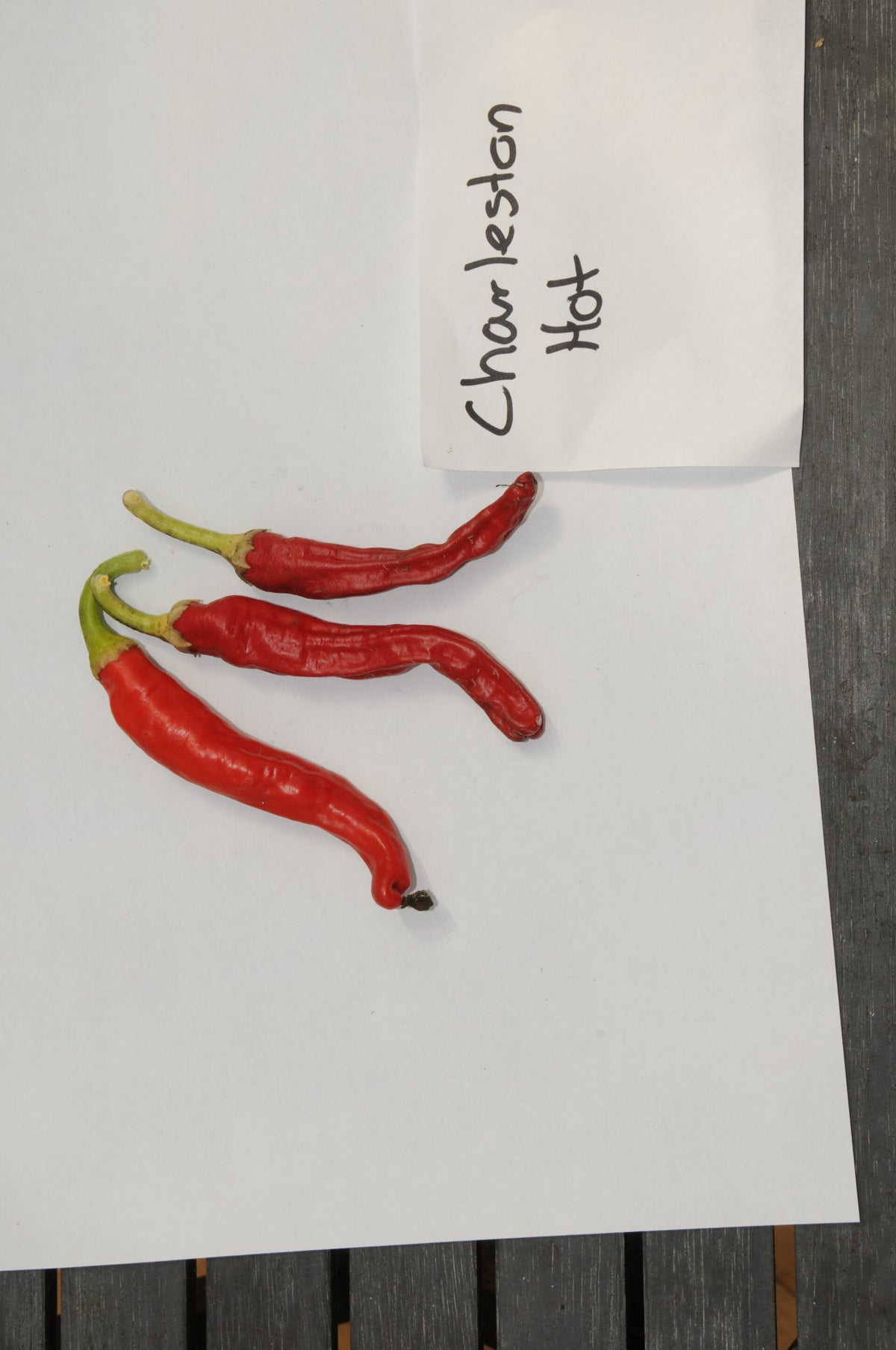 Charleston Hot  – C. annuum