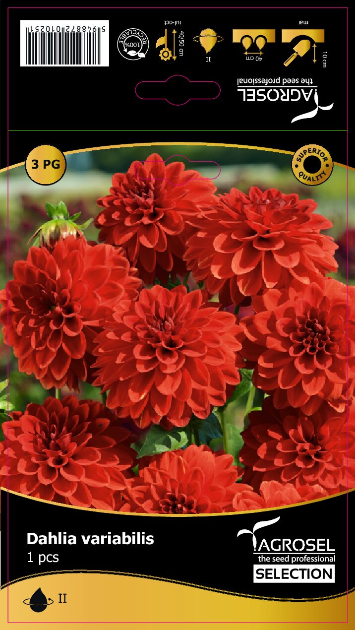 Dahlia - Singer Selection - Knold