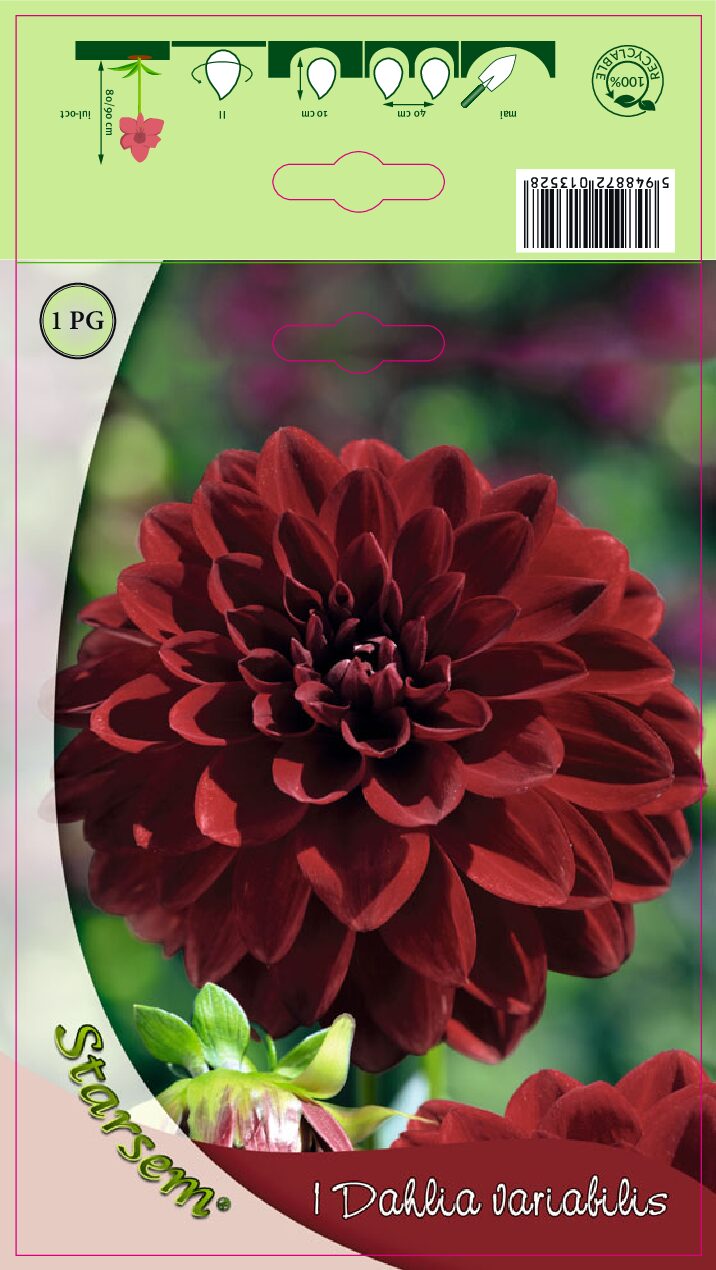 Dahlia - Arabian Nights - Knold