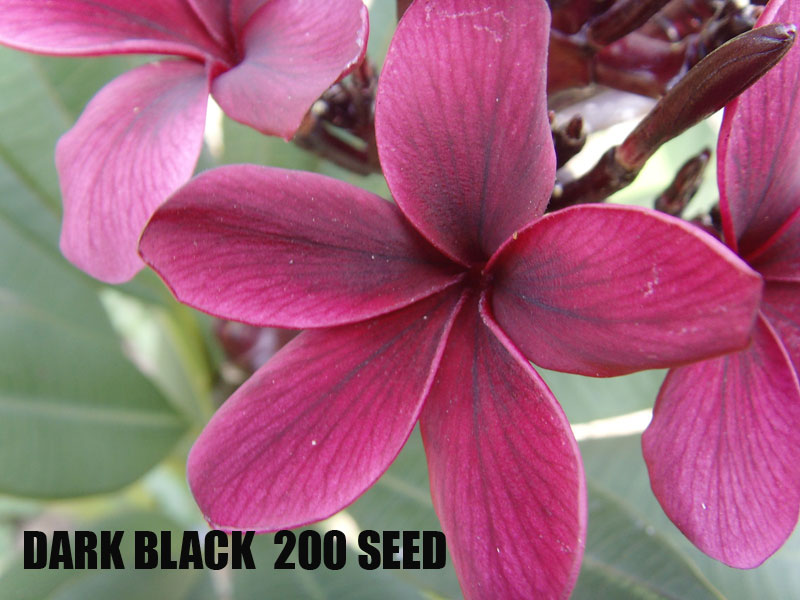 Plumeria -  Dark Black